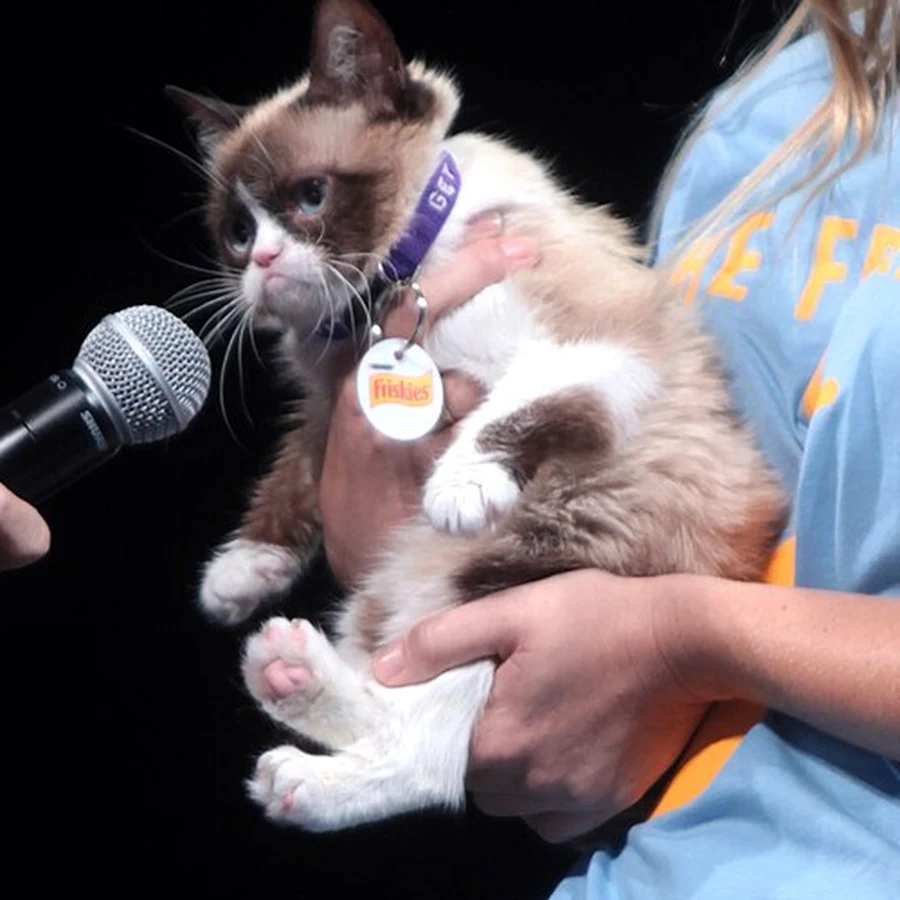 Real Grumpy Cat close-up at VidCon