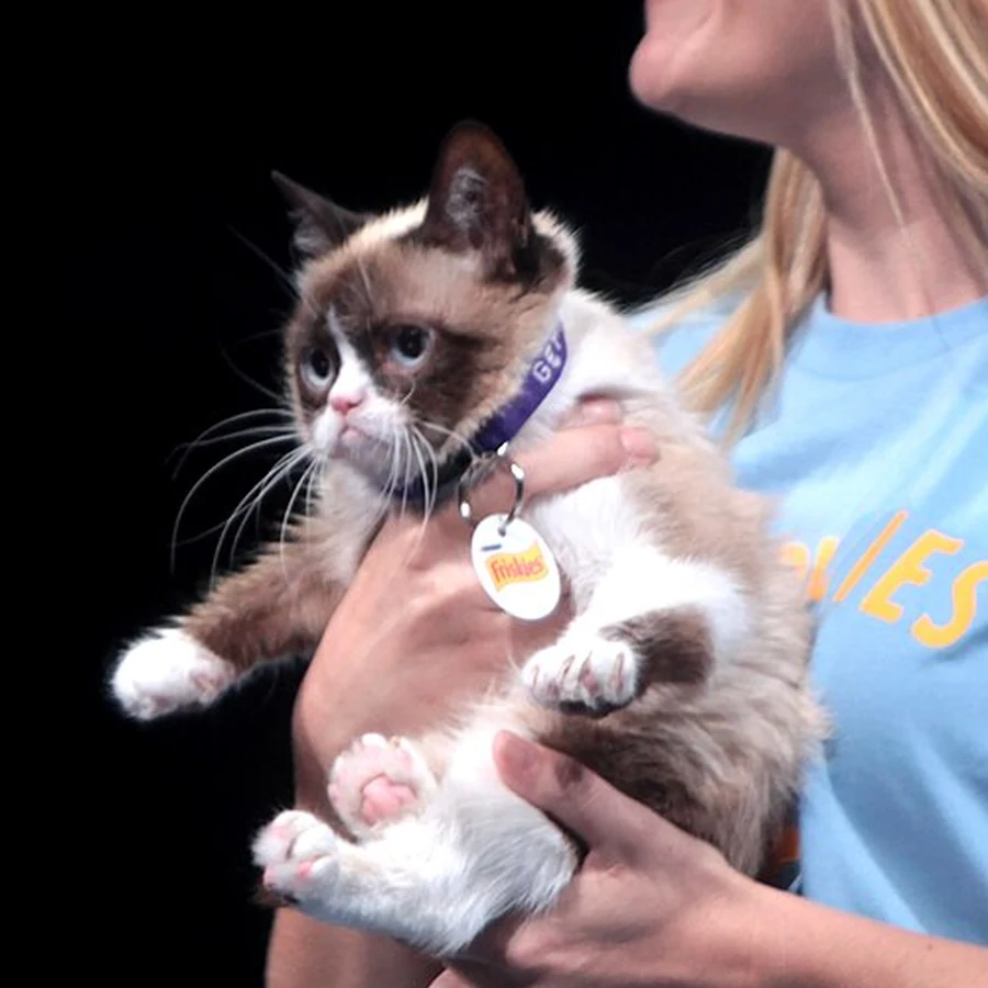 Real Grumpy Cat on stage at VidCon