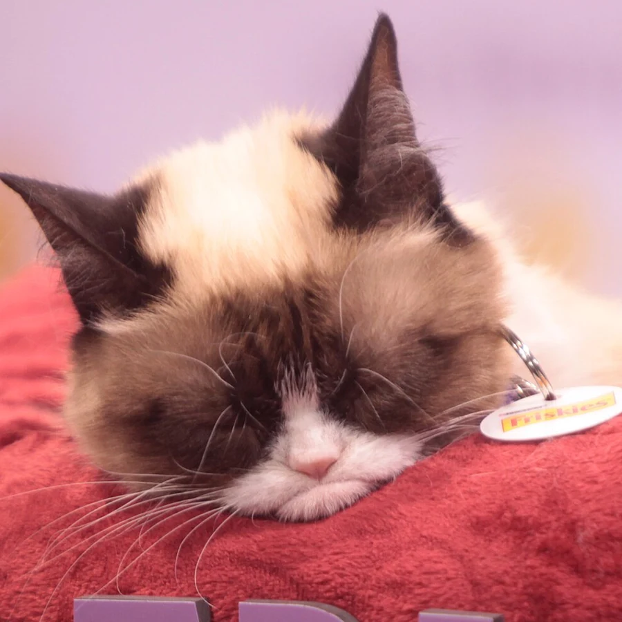 Real Grumpy Cat sleeping at VidCon