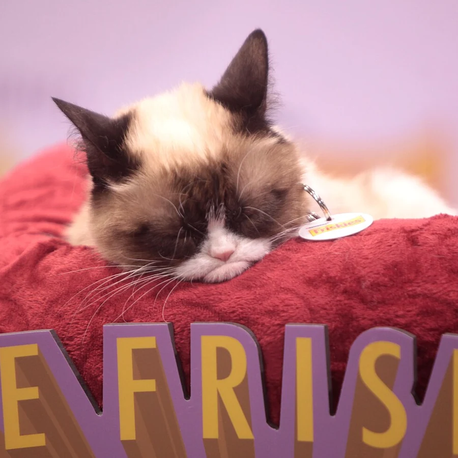 Real Grumpy Cat resting at VidCon