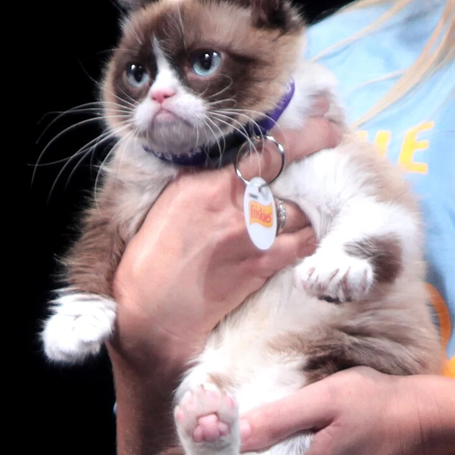 The real Grumpy Cat portrait