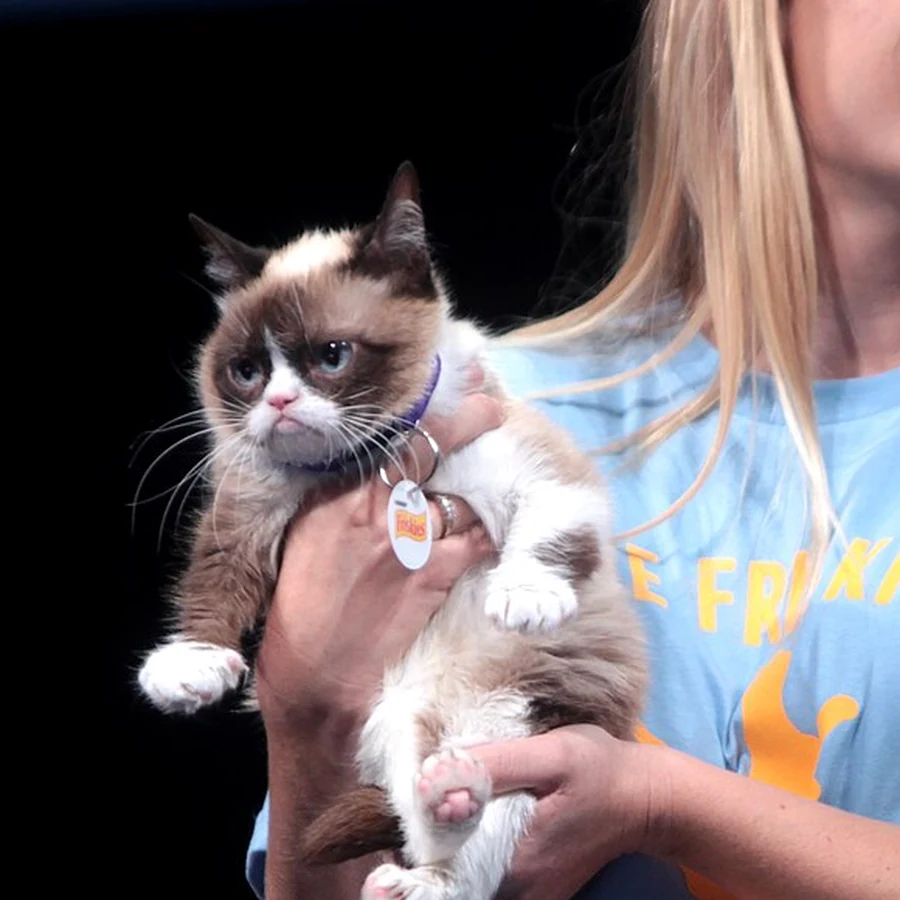 Real Grumpy Cat held on stage