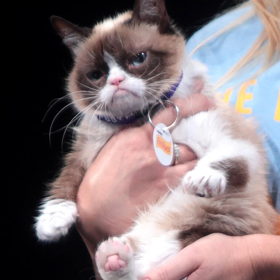 Real Grumpy Cat refusing to smile