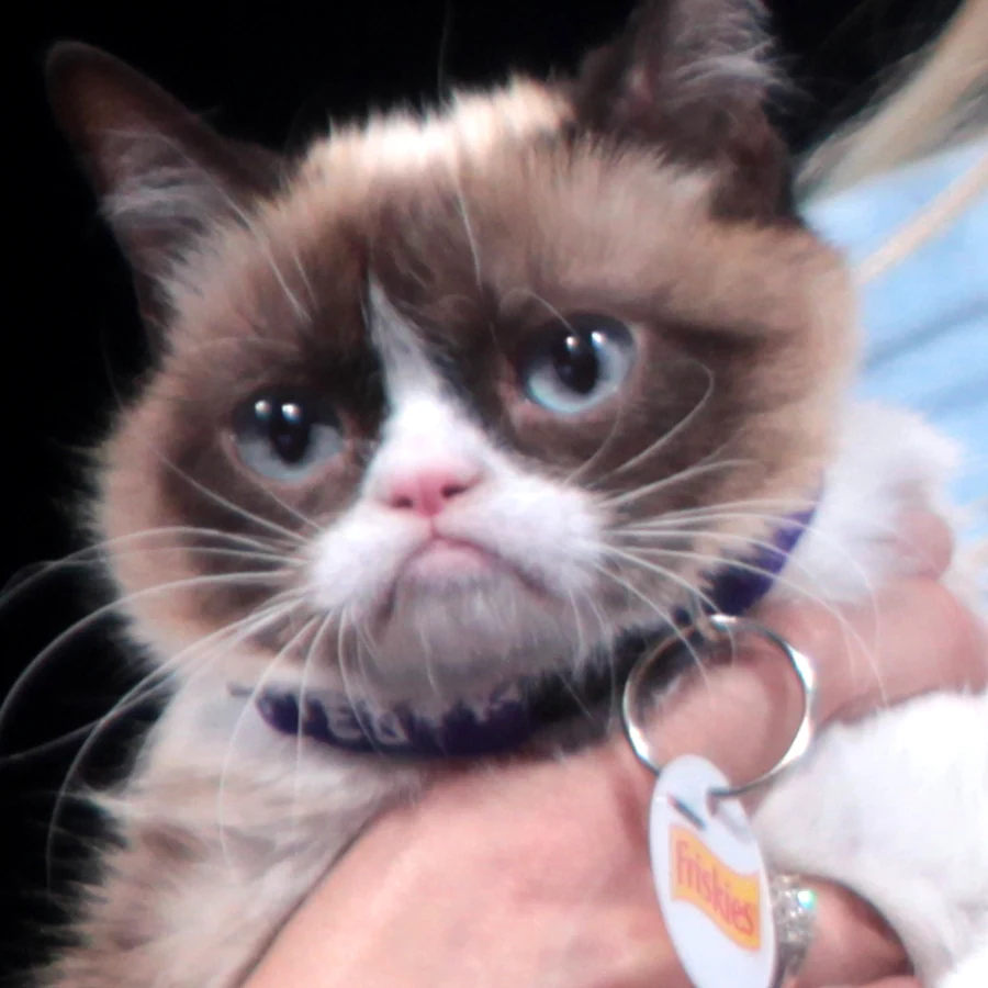 Iconic real Grumpy Cat close-up